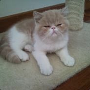 MrNeverDie