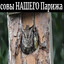 Совы НАШЕГО Парижа