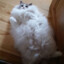 Fuzzy Catimus