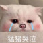 皮皮猪丶