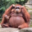 Big Monke