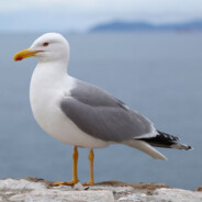 [Seagull Sounds]