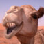 Fat Bactrian Camel