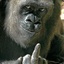 @Plyahan@