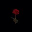 BlackRose