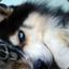 Turtle the cat