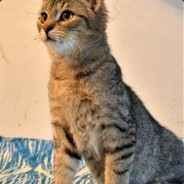 lonek - steam id 76561198081355887