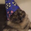 Wizard Cat