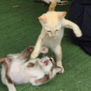 劣等兵小猫（哈气版