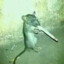 Womp Rat