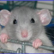 Lab Rat - steam id 76561197970916362