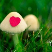 采姑娘的小蘑菇