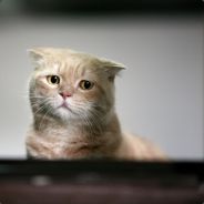 Дмитрий Кольцов avatar
