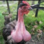 Ball sack