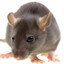 The RAT.