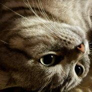 追踪虫（`ω´）