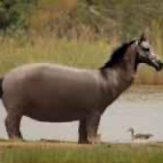Macarena 67 Ronk