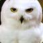 Owl Eva