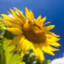 sunny