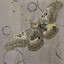 Mechanists Moth