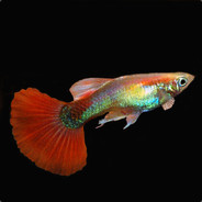 SgtGuppers avatar