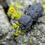 Diabolical Ironclade Beetle