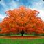 red_tree