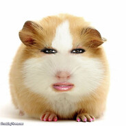 Hamster