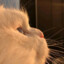 叮叮猫