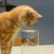 五只鸡Five Chickens