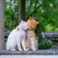 Rustamov_M