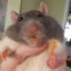 The Chonky Rat