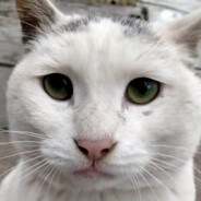 叫我重邮鹏鱼燕