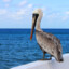 Pelican