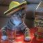 Tequila Cat