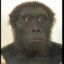 Australopithecus