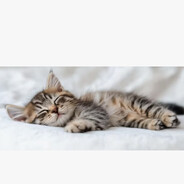 Чёткий orenty.ru