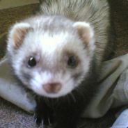 Furetas