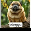 пiструн