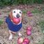 haha dog