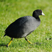 Eurasian Coot