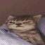 котик