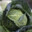 Unseasoned Cabbage