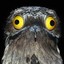 Potoo