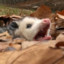 Screaming_possum