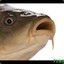 fishblyat
