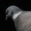 Mr Pigeon