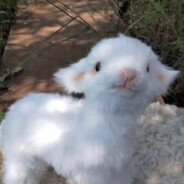 我能吃两大碗米饭