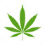 Cannabis @bandit