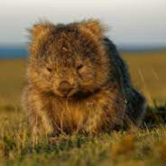 Wombatowaty